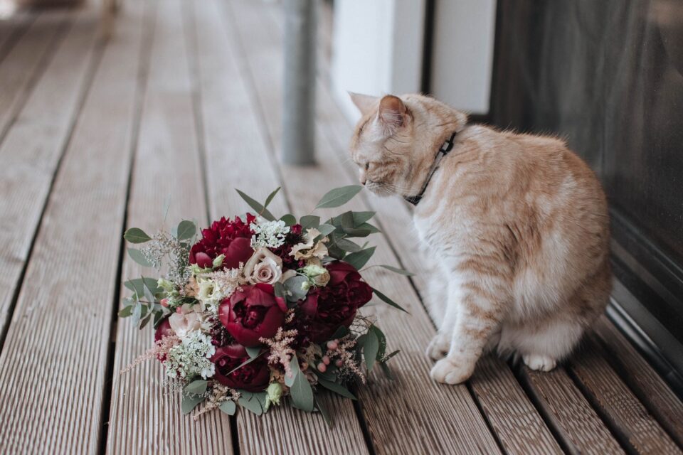 Eine hellorange getigerte Katze sitzt auf einer Holzterrasse direkt neben einem üppigen Brautstrauß und schnuppert an den Blumen. Der Strauß besteht aus großen dunkelroten und burgunderfarbenen Blüten, einzelnen hellrosa und cremefarbenen Blumen, feinen hellen Blütenständen und Eukalyptusblättern.